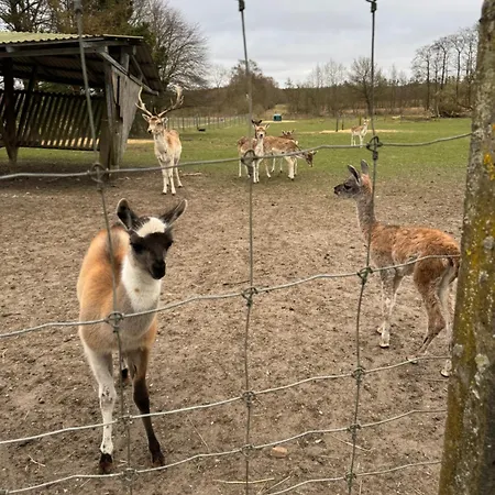 Farm * Billund