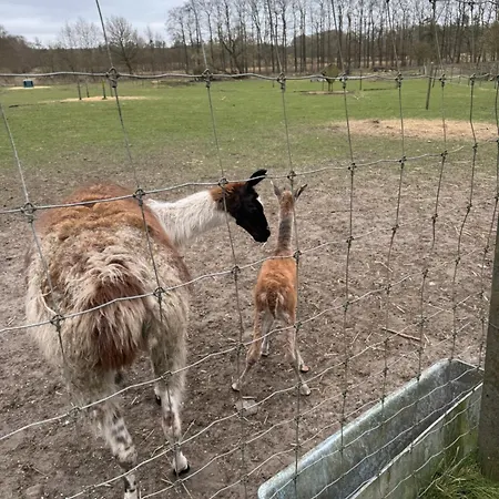 Farm Alloggio per agriturismo Billund