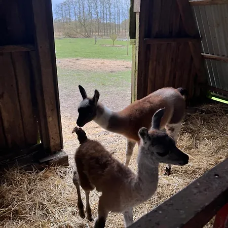 Agroturismo Farm Billund
