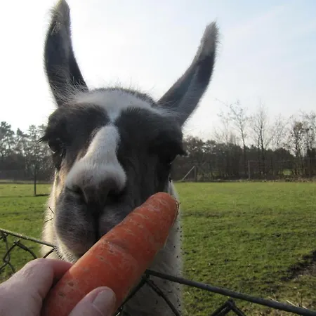 Farm Agroturismo Billund