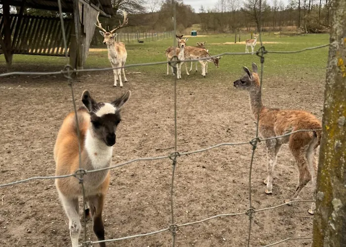 Farm * Billund