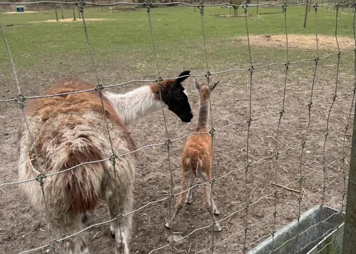 Farm Alloggio per agriturismo Billund