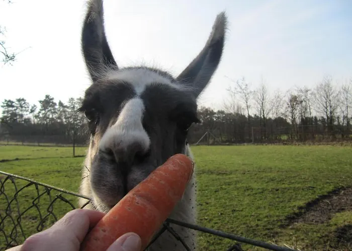 Farm Alloggio per agriturismo Billund